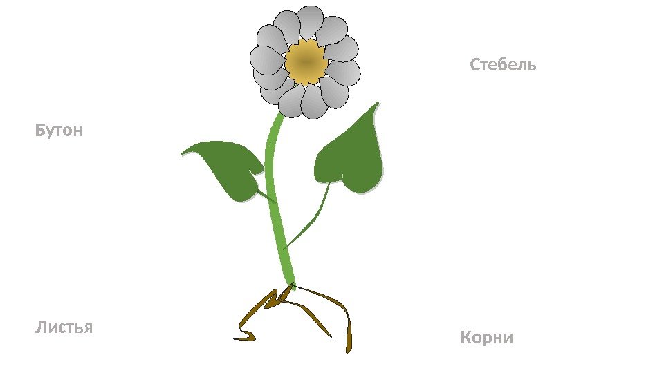 Цветок стебель корень. Части цветка для детей дошкольного возраста. Строение растения для детей. Строение цветка для дошкольников. Строение растений для дошкольников.