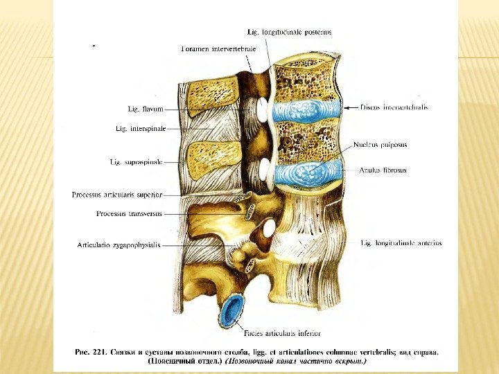Желтые связки. Соединения позвоночного столба. Соединения костей позвоночного столба. Соединения позвонков анатомия. Межостистая связка позвоночного столба.