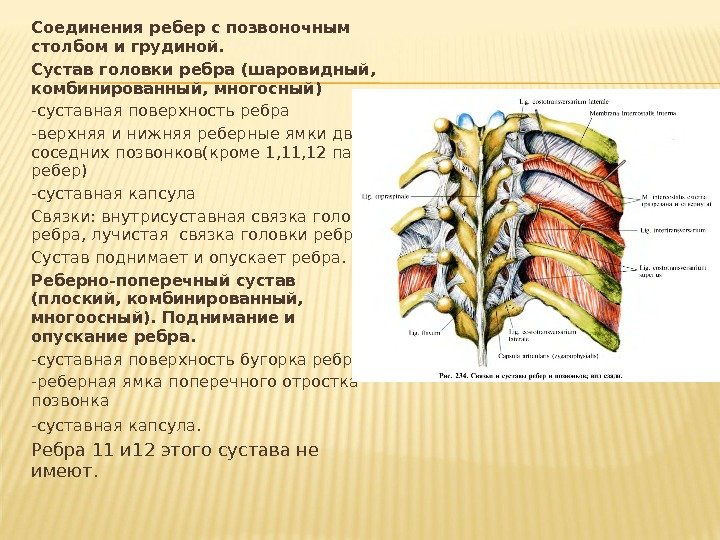 Соединения ребер с позвоночным столбом и грудиной. Сустав головки ребра (шаровидный,  комбинированный, многосный)