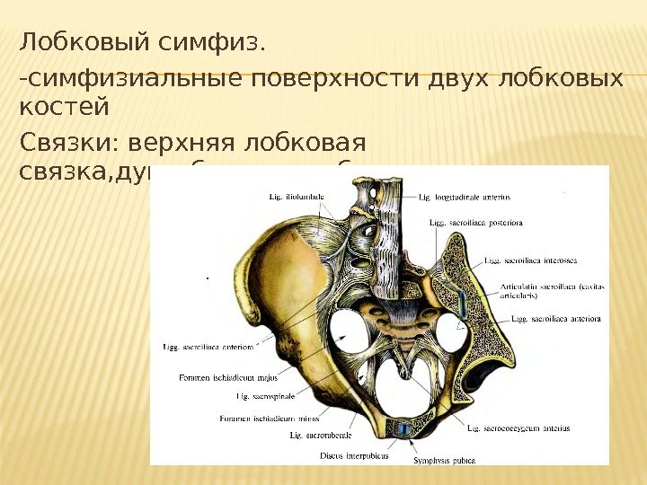 Лобковый симфиз. -симфизиальные поверхности двух лобковых костей Связки: верхняя лобковая связка, дугообразная лобковая связка.