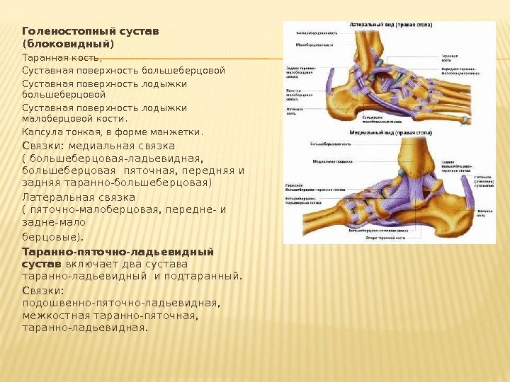 Голеностопный сустав (блоковидный) Таранная кость,  Суставная поверхность большеберцовой Суставная поверхность лодыжки малоберцовой кости.
