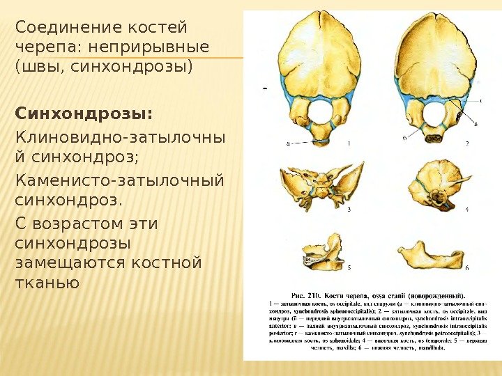 Соединение костей черепа: неприрывные (швы, синхондрозы) Синхондрозы:  Клиновидно-затылочны й синхондроз; Каменисто-затылочный синхондроз. С