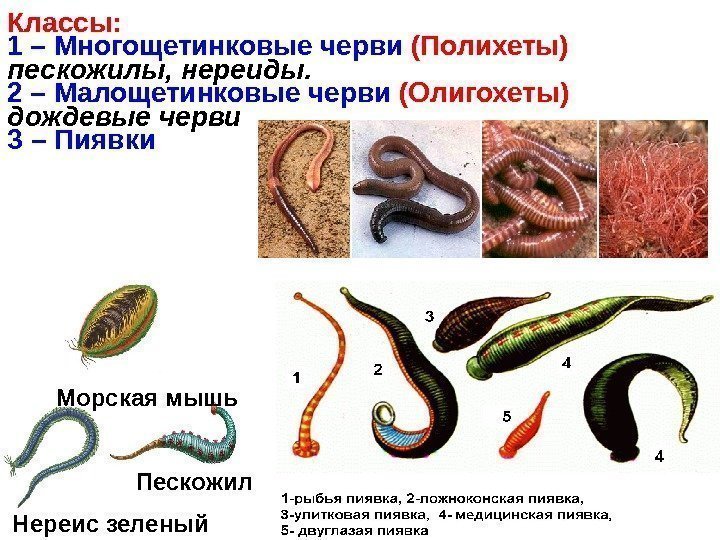   Классы:  1 – Многощетинковые черви  (Полихеты)  пескожилы, нереиды. 2