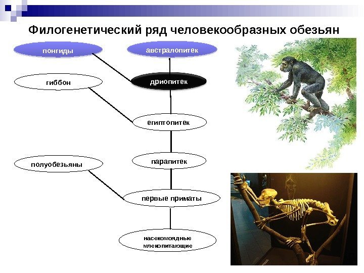 Филогенетический ряд человекообразных обезьян понгиды гиббон насекомоядные млекопитающиепервые приматы парапитекегиптопитек дриопитекавстралопитек полуобезьяны0 B 0