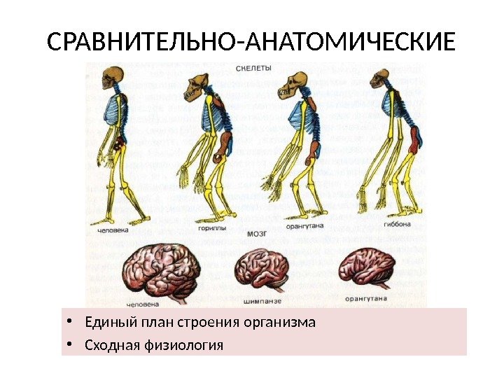 СРАВНИТЕЛЬНО-АНАТОМИЧЕСКИЕ • Единый план строения организма • Сходная физиология 