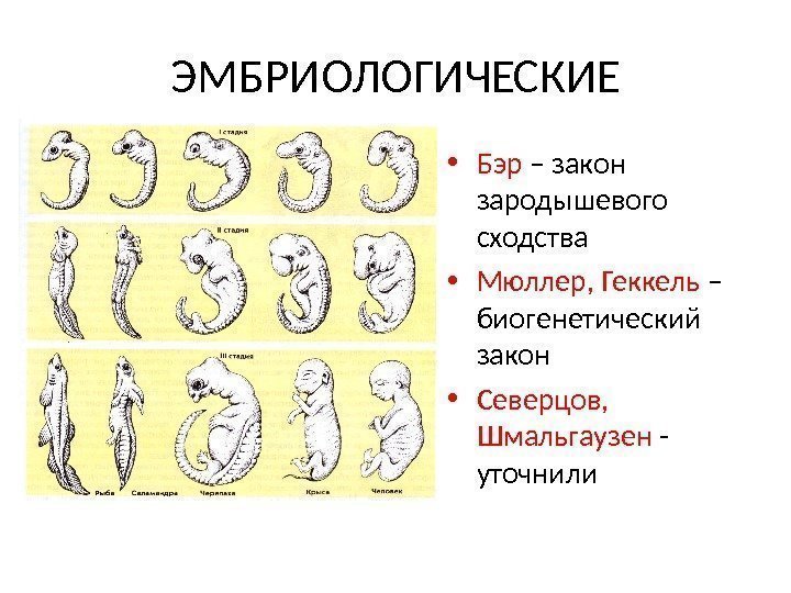 ЭМБРИОЛОГИЧЕСКИЕ • Бэр – закон зародышевого сходства • Мюллер, Геккель – биогенетический закон •