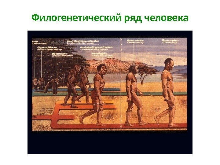 Филогенетический  ряд человека Homo erectus 