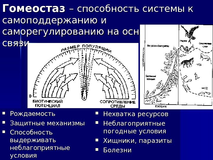 Гомеостаз – способность системы к самоподдержанию и саморегулированию на основе обратной связи Рождаемость Защитные