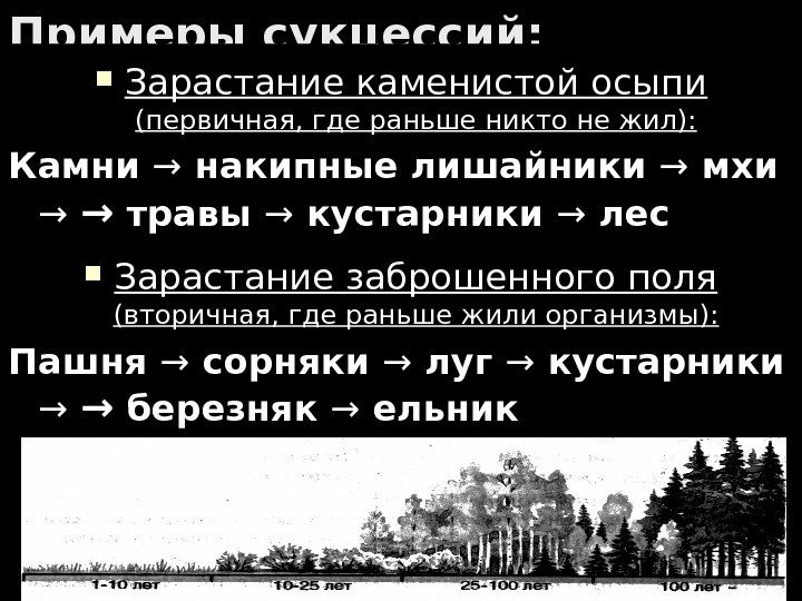 Примеры сукцессий:  Зарастание каменистой осыпи (первичная, где раньше никто не жил): Камни →→