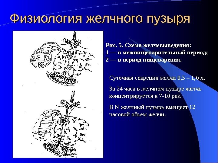 Физиология желчного пузыря Рис. 5. Схема желчевыведения: 1 — в межпищеварительный период;  2