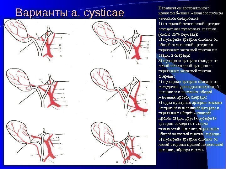 Варианты a. cysticae Вариантами артериального кровоснабжения желчного пузыря являются следующие:  1) от правой