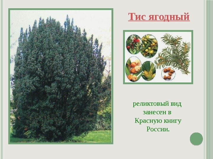 Тисс растение фото и описание