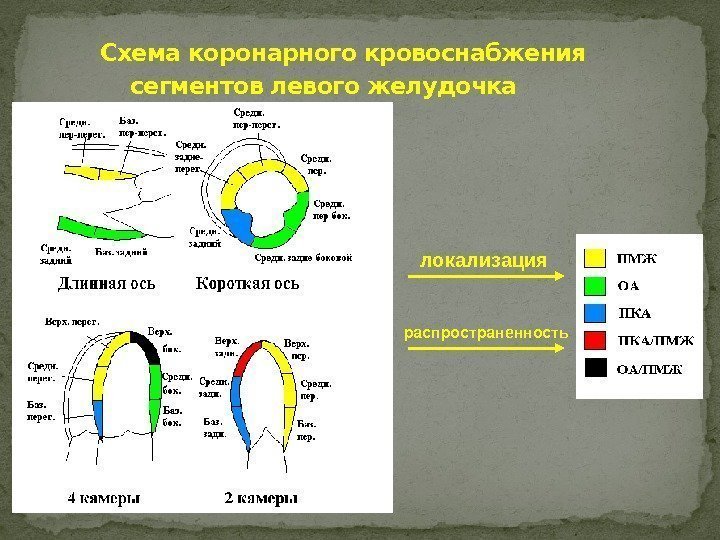   Схема коронарного кровоснабжения сегментов левого желудочка локализация распространенность 