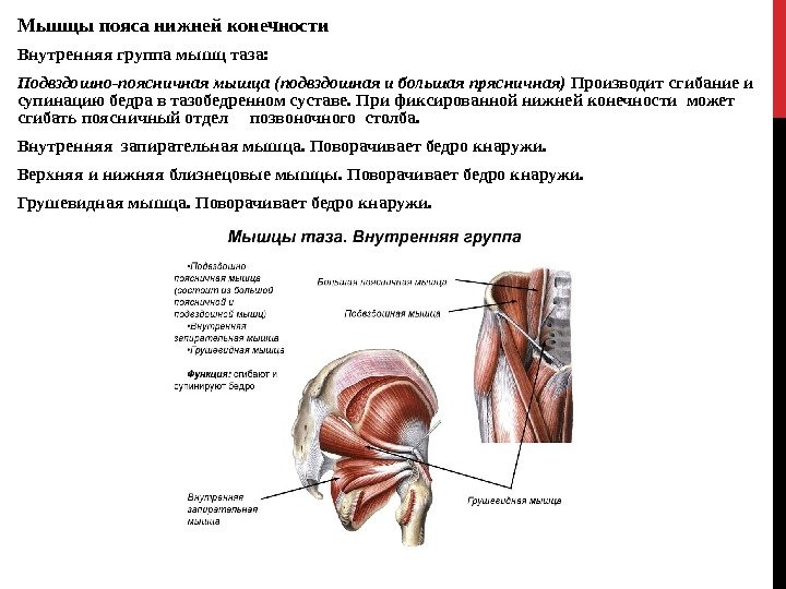 Мышцы пояса нижней конечности Внутренняя группа мышц таза: Подвздошно-поясничная мышца (подвздошная и большая прясничная)