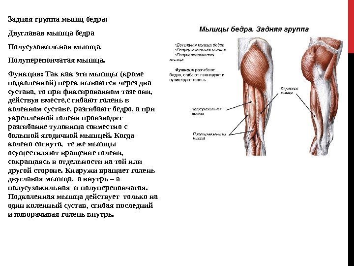Задняя группа мышц бедра: Двуглавая мышца бедра Полусухожильная мышца.  Полуперепончатая мышца. Функция: Так