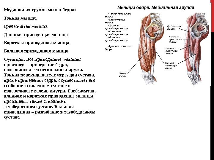 Медиальная группа мышц бедра: Тонкая мышца Гребенчатая мышца Длинная приводящая мышца Короткая приводящая мышца