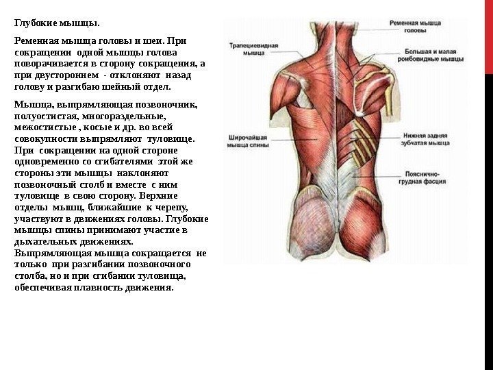 Глубокие мышцы. Ременная мышца головы и шеи. При сокращении одной мышцы голова поворачивается в