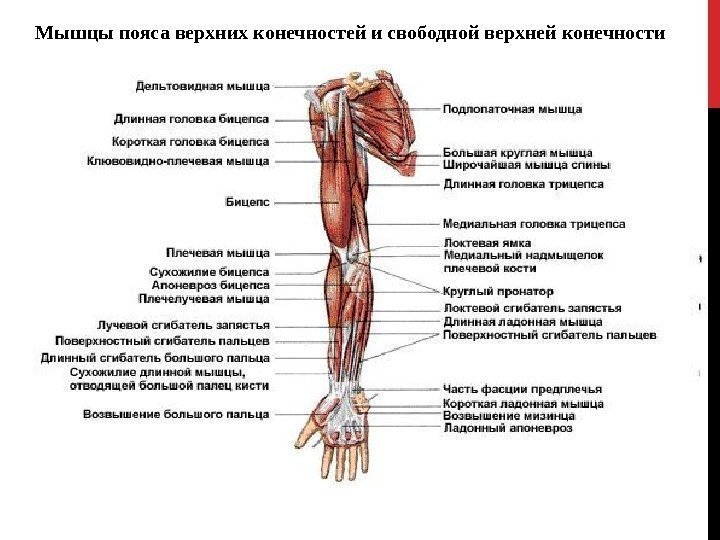 Мышцы пояса верхних конечностей и свободной верхней конечности 