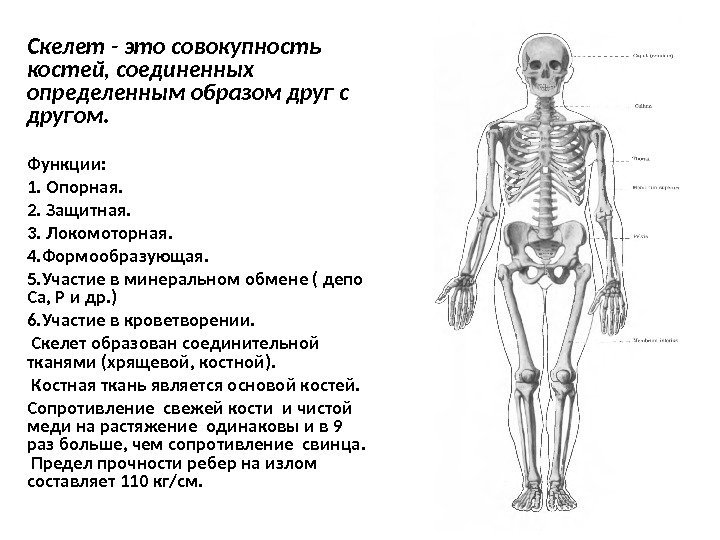Скелет - это совокупность костей, соединенных определенным образом друг с другом. Функции:  1.
