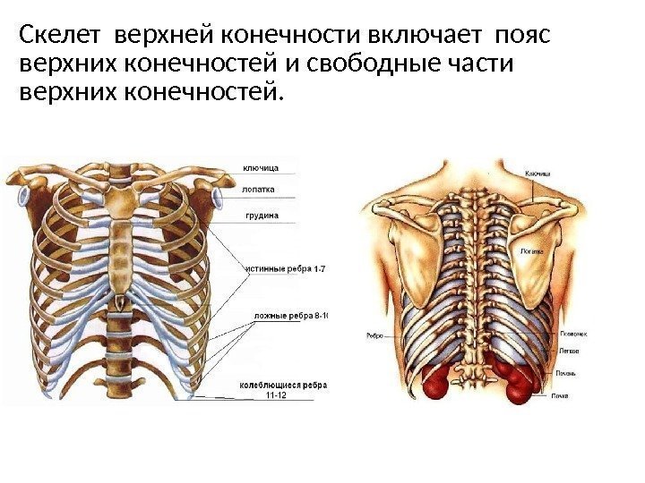 Скелет верхней конечности включает пояс верхних конечностей и свободные части верхних конечностей. 
