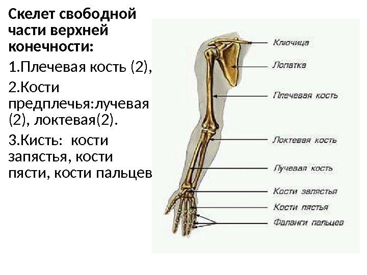 Скелет свободной части верхней конечности:  1. Плечевая кость (2),  2. Кости предплечья: