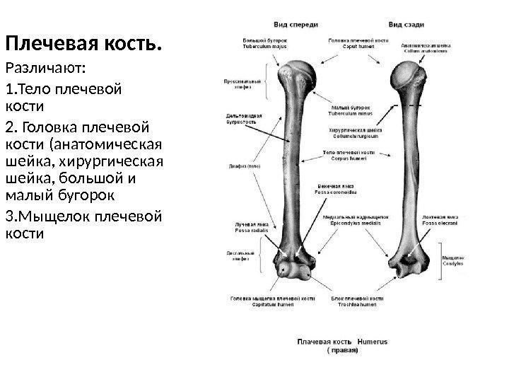 Плечевая кость. Различают: 1. Тело плечевой кости 2. Головка плечевой кости (анатомическая шейка, хирургическая