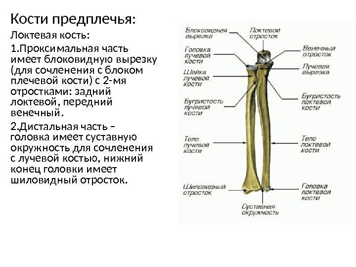 Кости предплечья: Локтевая кость:  1. Проксимальная часть имеет блоковидную вырезку (для сочленения с