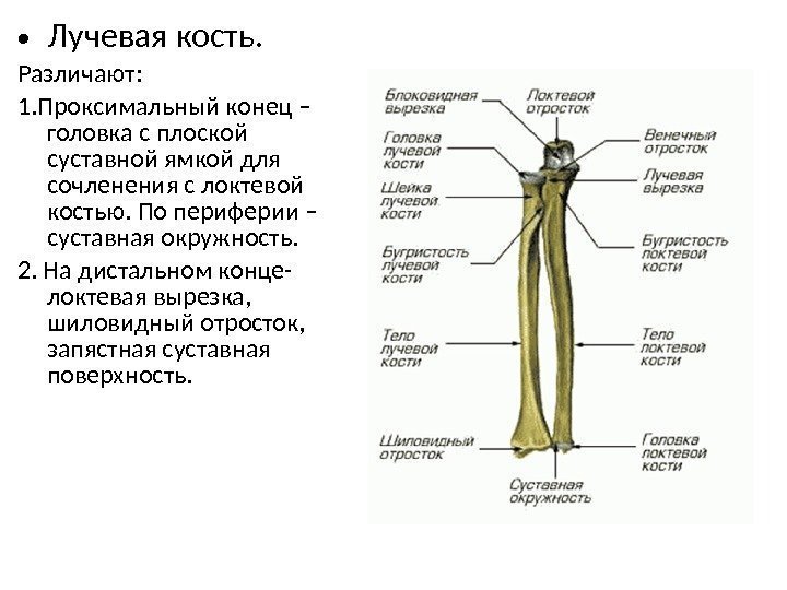 • Лучевая кость. Различают: 1. Проксимальный конец – головка с плоской суставной ямкой