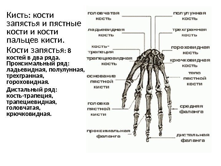 Кисть: кости запястья и пястные кости и кости пальцев кисти. Кости запястья : 8