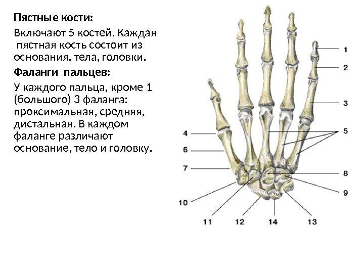 Пястные кости: Включают 5 костей. Каждая  пястная кость состоит из основания, тела, головки.