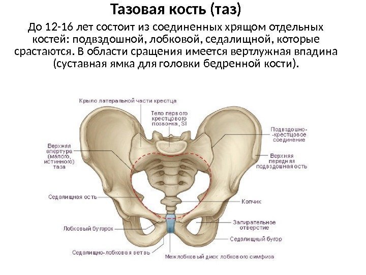 Тазовая кость (таз) До 12 -16 лет состоит из соединенных хрящом отдельных костей: подвздошной,