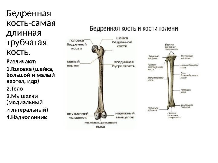 Бедренная кость-самая длинная трубчатая кость. Различают: 1. Головка (шейка,  большой и малый вертел,