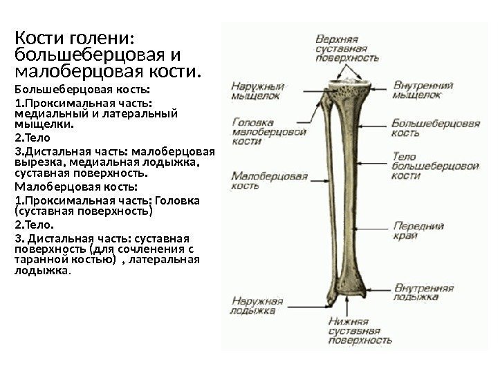 Кости голени:  большеберцовая и малоберцовая кости. Большеберцовая кость: 1. Проксимальная часть:  медиальный