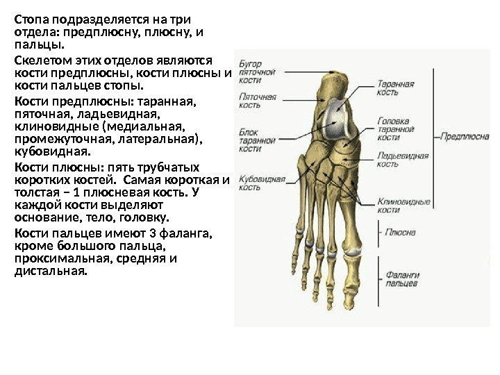 Стопа подразделяется на три отдела: предплюсну, и пальцы.  Скелетом этих отделов являются кости