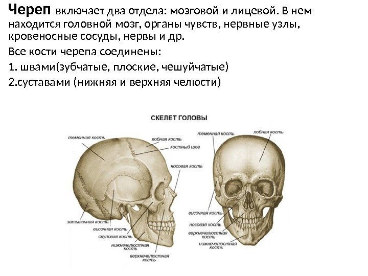Череп включает два отдела: мозговой и лицевой. В нем находится головной мозг, органы чувств,