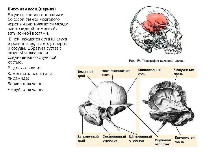 Височная кость(парная) Входит в состав основания и боковой стенки мозгового черепа и располагается между