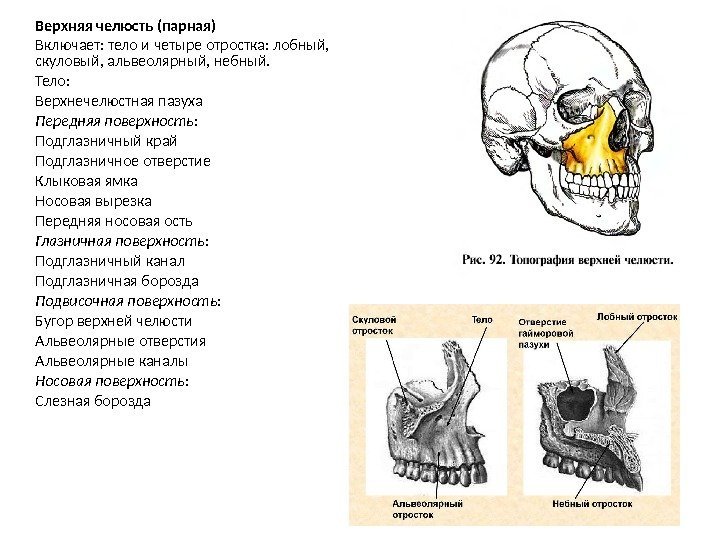 Верхняя челюсть (парная) Включает: тело и четыре отростка: лобный,  скуловый, альвеолярный, небный. Тело: