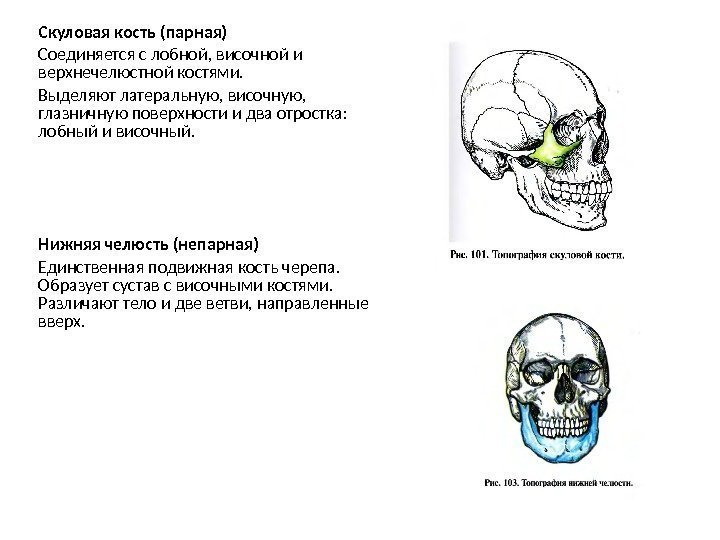 Скуловая кость (парная) Соединяется с лобной, височной и верхнечелюстной костями. Выделяют латеральную, височную, 