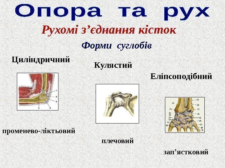 Рухомі з ’ єднання кісток  Форми суглобів променево-ліктьовий плечовий зап ’ ястковий. Кулястий