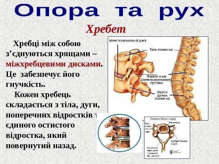 Хребет Хребці між собою з ’ єднуються хрящами – міжхребцевими дисками.  Це забезпечує