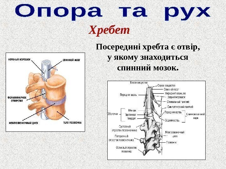 Посередині хребта є отвір,  у якому знаходиться спинний мозок. Хребет 