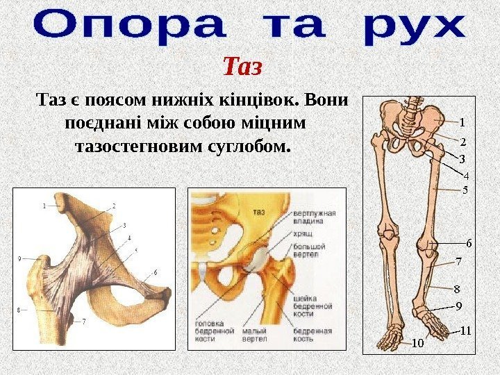 Таз є поясом нижніх кінцівок. Вони поєднані між собою міцним тазостегновим суглобом.  