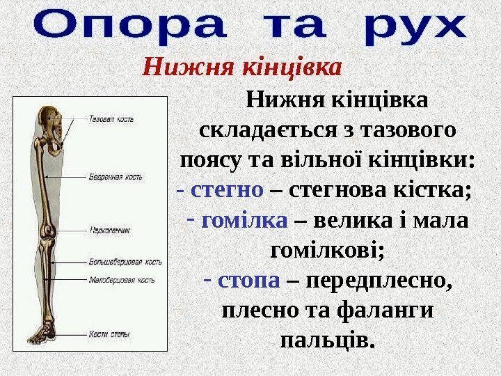 Нижня кінцівка складається з тазового поясу та вільної кінцівки:  - стегно – стегнова