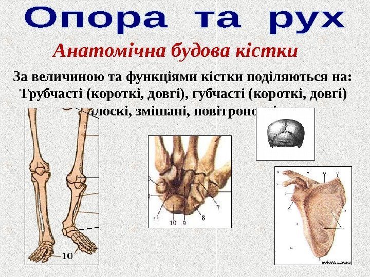 Анатомі чна б удова кістки За величиною та функціями кістки поділяються на: Трубчасті (короткі,