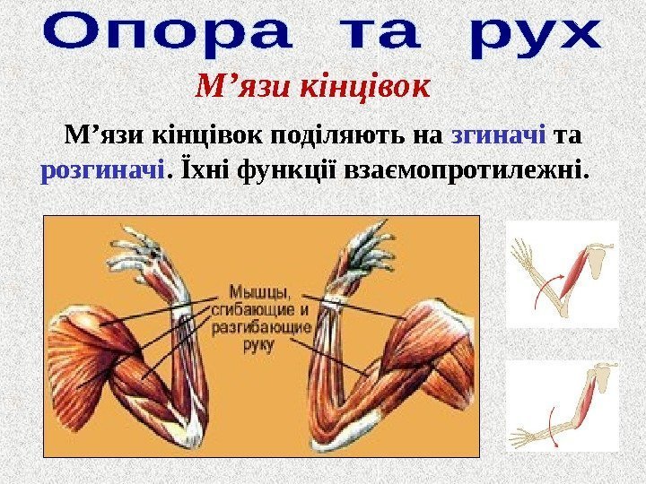 М ’ язи кінцівок поділяють на згиначі та розгиначі. Їхні функції взаємопротилежні. 