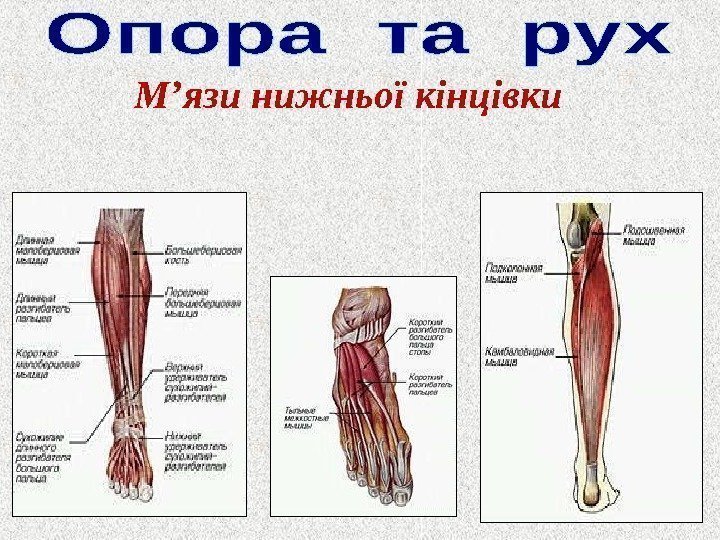 М ’ язи нижньої кінцівки 