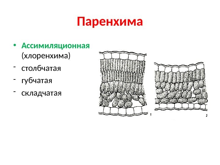 Ассимиляционная ткань схема