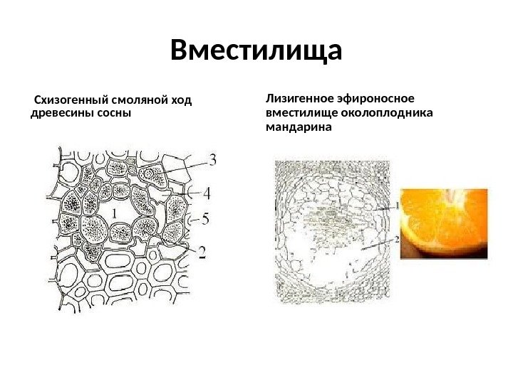 Выделительная ткань рисунок