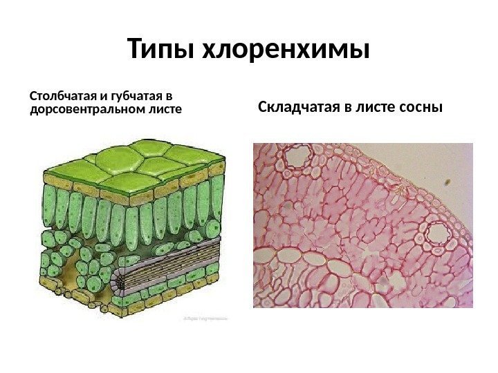 Ассимиляционная ткань фото