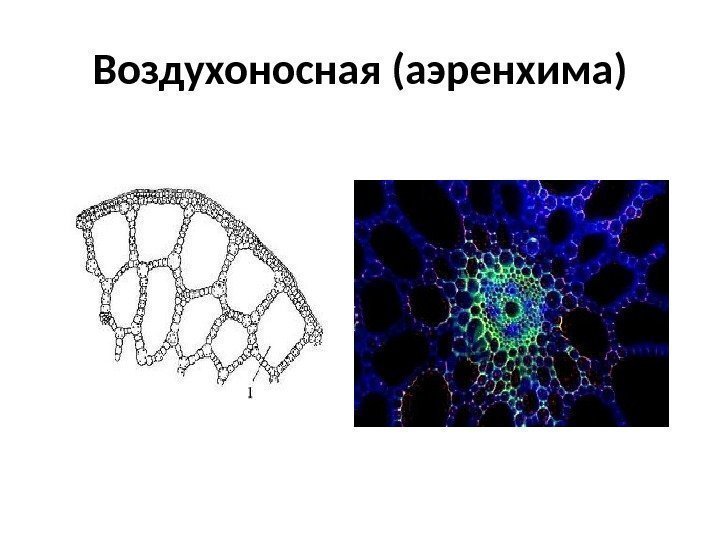 Ассимиляционная ткань фото